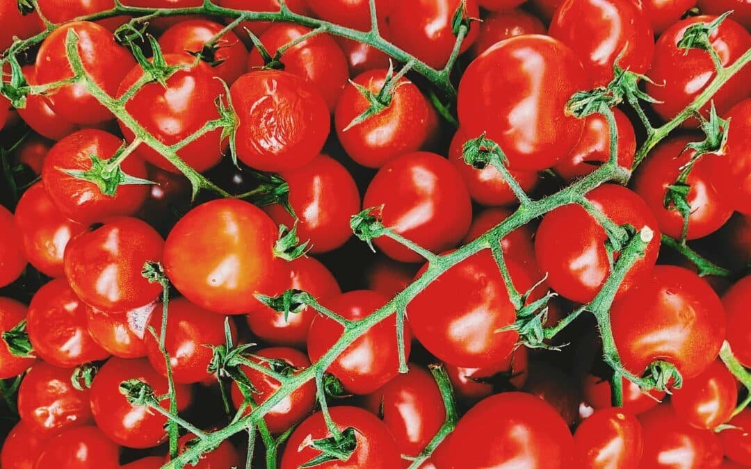 bunches of fresh tomatoes on the vine in the produce section